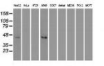 JNK1 Antibody in Western Blot (WB)