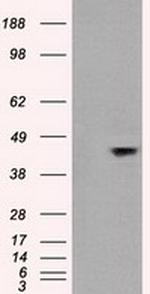 JNK1 Antibody in Western Blot (WB)