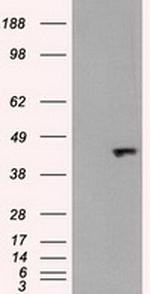 JNK1 Antibody in Western Blot (WB)