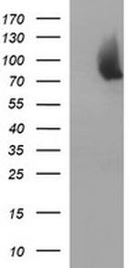 JPH2 Antibody in Western Blot (WB)