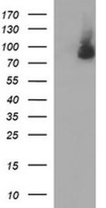 JPH2 Antibody in Western Blot (WB)