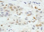 JunB Antibody in Immunohistochemistry (IHC)