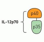 Human IL-12 p70 ELISA Kit