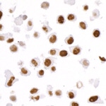 KAP-1 Antibody in Immunocytochemistry (ICC/IF)