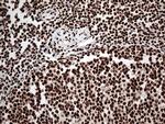 KARS Antibody in Immunohistochemistry (Paraffin) (IHC (P))