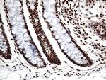 KARS Antibody in Immunohistochemistry (Paraffin) (IHC (P))