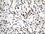 KARS Antibody in Immunohistochemistry (Paraffin) (IHC (P))