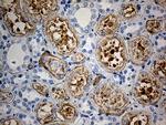 KBTBD4 Antibody in Immunohistochemistry (Paraffin) (IHC (P))