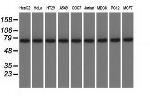 KBTBD7 Antibody in Western Blot (WB)