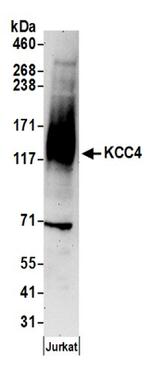 KCC4 Antibody in Western Blot (WB)