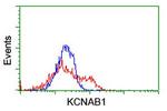 KCNAB1 Antibody in Flow Cytometry (Flow)