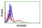 KCNAB1 Antibody in Flow Cytometry (Flow)