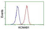 KCNAB1 Antibody in Flow Cytometry (Flow)