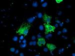 KCNAB1 Antibody in Immunocytochemistry (ICC/IF)