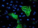 KCNAB1 Antibody in Immunocytochemistry (ICC/IF)