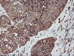 KCNAB1 Antibody in Immunohistochemistry (Paraffin) (IHC (P))