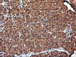 KCNAB1 Antibody in Immunohistochemistry (Paraffin) (IHC (P))