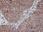 KCNAB1 Antibody in Immunohistochemistry (Paraffin) (IHC (P))