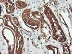 KCNAB1 Antibody in Immunohistochemistry (Paraffin) (IHC (P))