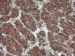 KCNAB1 Antibody in Immunohistochemistry (Paraffin) (IHC (P))