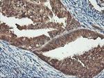 KCNAB1 Antibody in Immunohistochemistry (Paraffin) (IHC (P))