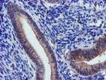 KCNAB1 Antibody in Immunohistochemistry (Paraffin) (IHC (P))