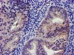 KCNJ3 Antibody in Immunohistochemistry (Paraffin) (IHC (P))