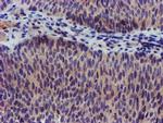 KCNJ3 Antibody in Immunohistochemistry (Paraffin) (IHC (P))