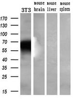 KCNJ3 Antibody in Western Blot (WB)