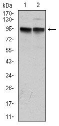 KCNQ1 Antibody in Western Blot (WB)