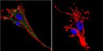 KCNQ2 Antibody in Immunocytochemistry (ICC/IF)