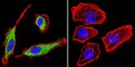 KCNQ2 Antibody in Immunocytochemistry (ICC/IF)