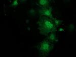 KCTD14 Antibody in Immunocytochemistry (ICC/IF)