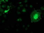 KCTD14 Antibody in Immunocytochemistry (ICC/IF)