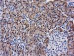 KCTD14 Antibody in Immunohistochemistry (Paraffin) (IHC (P))