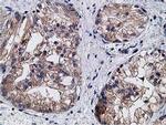 KCTD14 Antibody in Immunohistochemistry (Paraffin) (IHC (P))