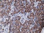 KCTD14 Antibody in Immunohistochemistry (Paraffin) (IHC (P))