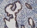 KCTD14 Antibody in Immunohistochemistry (Paraffin) (IHC (P))