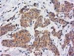 KCTD14 Antibody in Immunohistochemistry (Paraffin) (IHC (P))