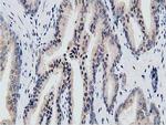 KCTD14 Antibody in Immunohistochemistry (Paraffin) (IHC (P))