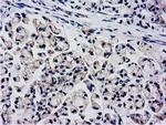 KCTD14 Antibody in Immunohistochemistry (Paraffin) (IHC (P))