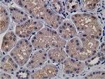 KCTD14 Antibody in Immunohistochemistry (Paraffin) (IHC (P))