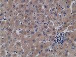 KCTD14 Antibody in Immunohistochemistry (Paraffin) (IHC (P))