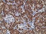 KCTD14 Antibody in Immunohistochemistry (Paraffin) (IHC (P))