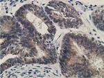 KCTD14 Antibody in Immunohistochemistry (Paraffin) (IHC (P))