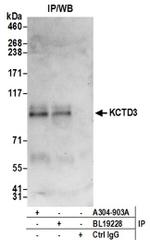 KCTD3 Antibody in Immunoprecipitation (IP)