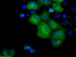 KCTD5 Antibody in Immunocytochemistry (ICC/IF)