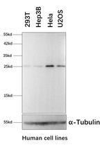 KCTD5 Antibody in Western Blot (WB)