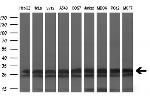 KCTD5 Antibody in Western Blot (WB)