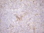 KCTD9 Antibody in Immunohistochemistry (Paraffin) (IHC (P))